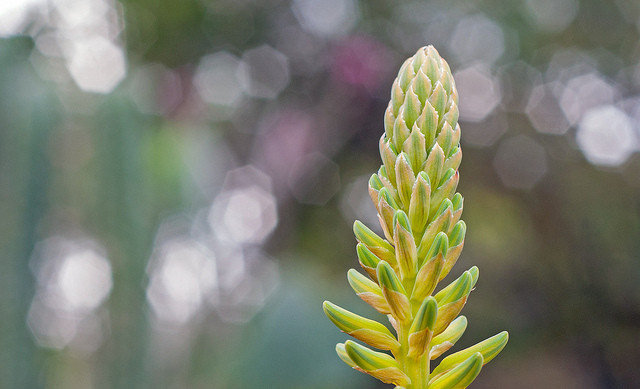 media/realworld_dof_agave_flowers.jpg